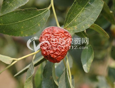 枣树的缩果病是什么症状怎么治-枣树缩果病怎