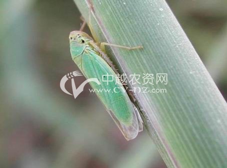 大青叶蝉