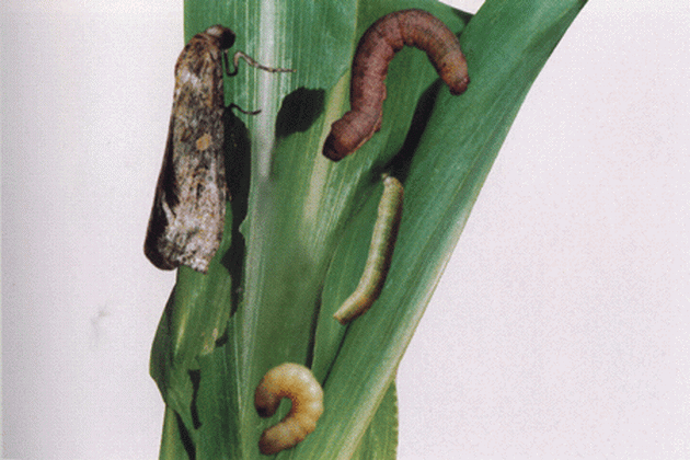 玉米蛀茎夜蛾