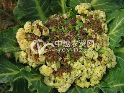 花椰菜软腐病