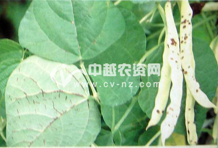 菜豆炭疽病