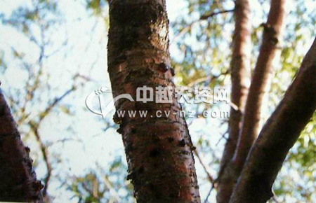 腐烂并长出许多虫子; 西葫芦匍枝根霉腐烂病; 桃树腐烂病-桃-核果类