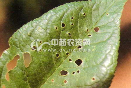 李细菌性穿孔病