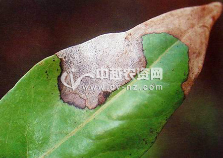 荔枝壳二孢叶斑病