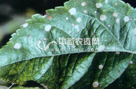苹果灰斑病