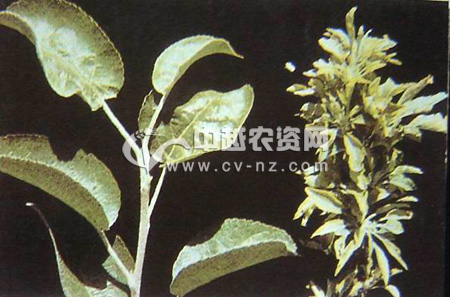 ƻȱп֢
