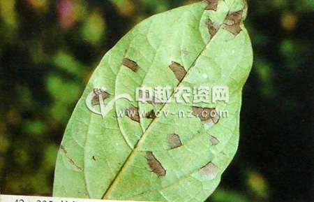 柿假尾孢角斑病
