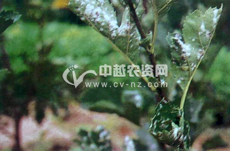 ɽ髰׷۲