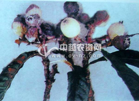 首页 病虫害图库 经济作物虫害 葡萄草莓 草莓害虫 > 红棕灰夜蛾