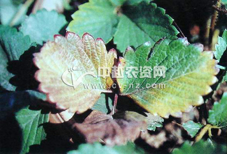 草莓缺氮症
