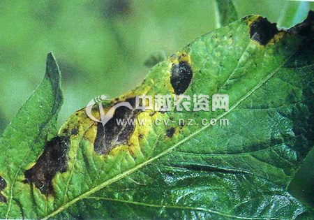 花木种子病虫害规避4法
