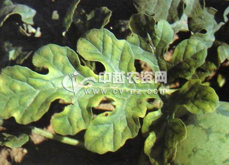 多瑙影院会有病毒吗_西瓜影院是病毒吗_埃博拉病毒是病毒吗