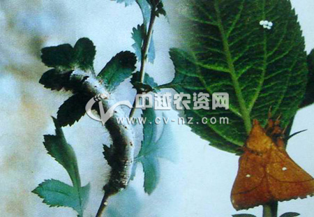 ƻë
