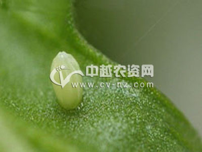菜青虫