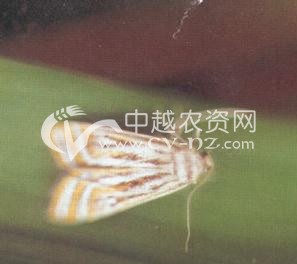 ˮͲˮ