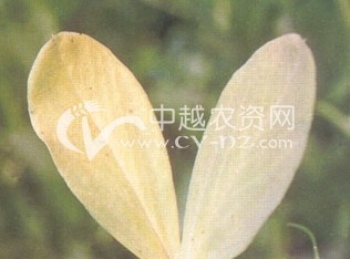 ϶(BYMV)Ҷ