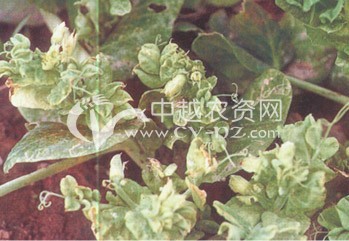 豌豆(BBWV)病毒病