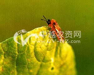 > 油菜菜叶蜂