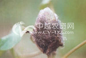 ޻ù