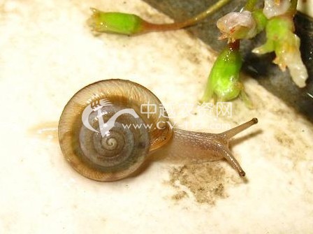 > 同型巴蜗牛