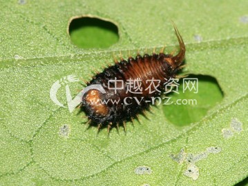 ˴