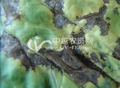 烟草细菌角斑病
