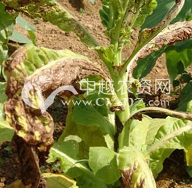 烟草黑斑病