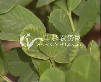 银杏早期黄化病_易速网 【主要特征】:此病在各银杏集中产区均有不同程度的发生。而且黄化的植株还较易感染叶枯病,导致提前落叶,高粗生长显著缓慢。种实产量下降,甚至全株死亡。发病轻微的叶片仅先端部分黄化,呈鲜黄色,严重时则全部时片黄化。由于叶片早期黄化,又导致银杏叶枯病的提前发生;8月间整个叶片即变褐色枯干而大量脱落。 【病害原因】:主要原因为:水分不足、地下害虫危害、土壤积水、起苗伤根或定植窝根以及土壤缺锌等。 【防治方法】:(1)施多效锌:5月下旬每株苗木施多效锌140g,发病率可降低95%,感病指数也明显降低。(2)及时防治蛴