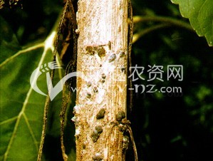 > 向日葵灰霉病