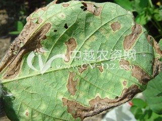 大豆疫霉根腐病菌毒素对抗感不同大豆品种根部超微结构的影响