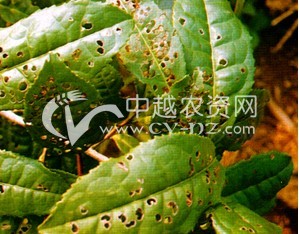 轮作方式和脚叶去留对烟草赤星病的影响研究
