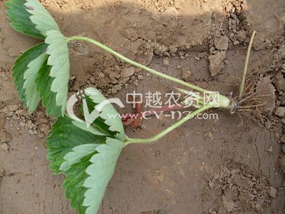 草莓芽线虫病
