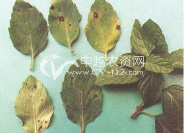 > 薄荷茎枯病