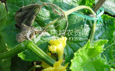 黄瓜疫病