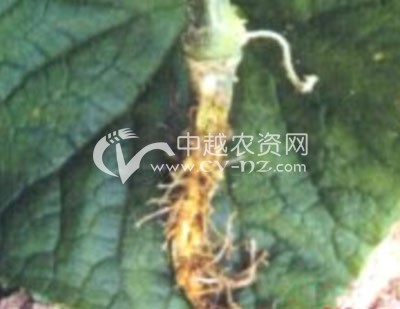 南瓜炭疽病如何防治