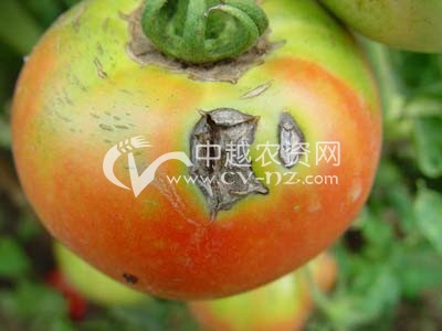 首页 病虫害图库 蔬菜病害 茄果类 番茄 > 番茄黑斑病