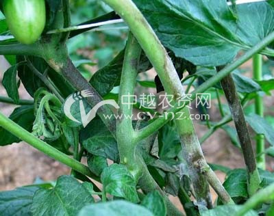 番茄晚疫病