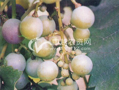 葡萄缺锌症