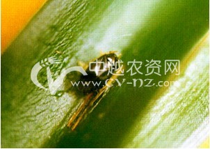 茶树绿盲蝽