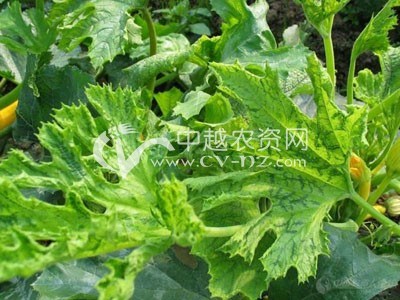 西葫芦病毒病