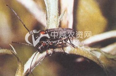 ţ