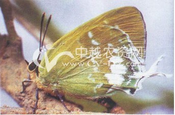 黄栀子灰蝶