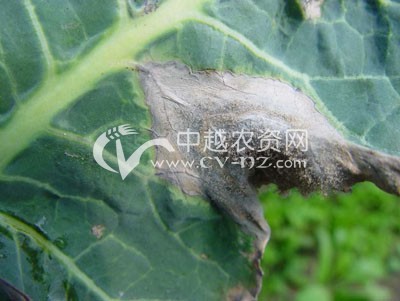 花椰菜灰霉病