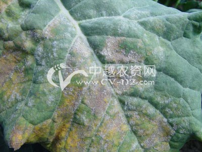 花椰菜霜霉病