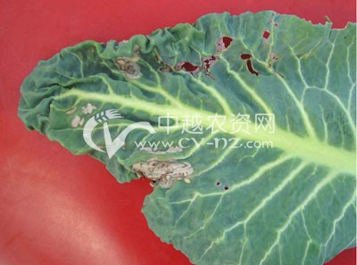 花椰菜细菌性黑斑病