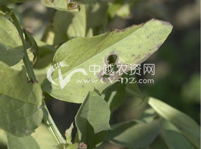蚕豆黑斑病