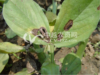 蚕豆炭疽病