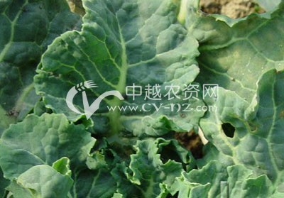 青花菜病毒病; 蔬菜病害 白菜甘蓝类 青花菜 > 青花菜病毒病; 天南星