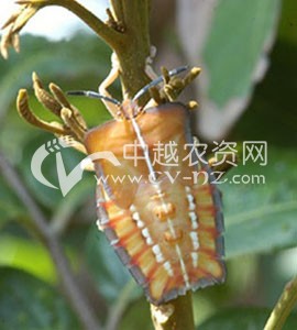 荔枝蝽