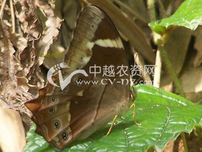稻褐眼蝶